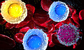 White and red blood cells, illustration