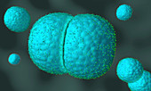 Meningococcus bacteria, illustration