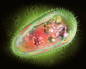 Protozoan, illustration