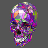 Human skull, illustration