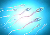 Sperm cells, illustration