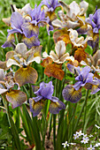 Iris hollandica Farbmix im Beet
