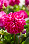 Dahlia Labella ® Grande Fandango