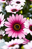 Osteospermum 'Sunny Haylie'