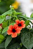 Thunbergia 'TowerPower Red'