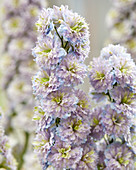 Delphinium 'Rainbow Sensation'