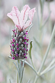 Lavandula stoechas Ghostly Princess