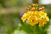 Primula bulleyana