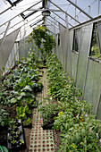 Vegetables growing in greenhouse