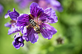 Biene an Blüte vom Storchschnabel