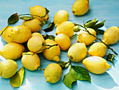 Zitronen aus Amalfi auf blauem Untergrund