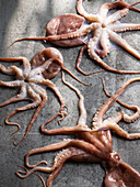 Raw octopus
