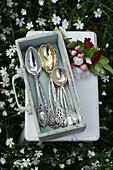 Antique silver spoons in drawer and posy of apple blossom