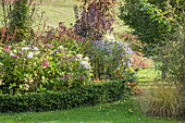 Autumn bed of hydrangeas, asters and knotweed surrounded by box hedge