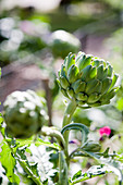 Artichokes in summery garden