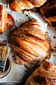 Croissants mit Marillengelee auf Ofenblech (Aufsicht)