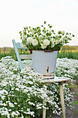 White bouquet of dahlias in a metal bucket on a chair in a bed with sneezeweed