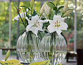 Weiße Lilienblüten in Glasvasen