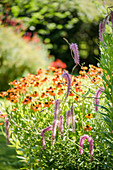 Japanischer Wiesenknopf 'Lilac Squirrel' vor Sonnenbraut