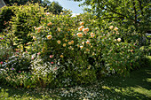 Yellow shrub rose in the bed