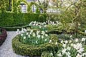 Knotengarten im Frühling mit Pfauenaugen-Narzissen