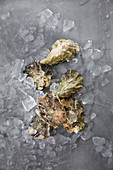 Fresh oysters on crushed ice