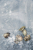 Frische Austern auf Crushed Ice