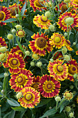 Sonnenbraut 'Rotgold', Blütezeit Juli - September, Wuchshöhe 80 cm