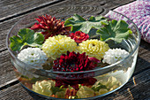 Dahlia flowers and lady's mantle leaves float in the water