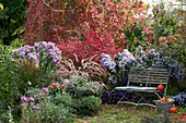 Sitzplatz im Herbstgarten mit Astern, Federborstengras, Korkleisten-Spindelstrauch und Dahlie