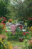 Sitzgruppe im Garten zwischen Beeten mit Dahlien, Scheinsonnenhut, Sonnenbraut und Sonnenhut, Korb mit Äpfeln und Weintrauben