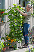 A woman heads tendrils of the chayote plant to the trellis, chili 'Frontera Sweet' with yellow fruits
