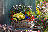 Basket planted in autumn with autumn chrysanthemum, Hebe, lantern flowers and pansies
