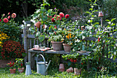 Topf-Arrangement am Gartenzaun mit Sonnenbraut, Chili-Pflanzen und Tomate, Beet mit Dahlien und Prunkwinde