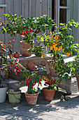 Arrangement with chili 'Red Scotch Bonnet' 'Frontera Sweet' 'Bolivian Rainbow' and snack peppers