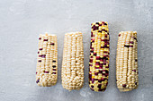 Various fresh corncobs