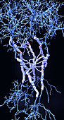 Neurons and myelin sheaths, illustration
