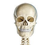 Human skull, illustration