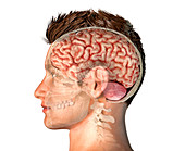 Male head cross-section, illustration
