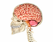 Human skull cross-section with brain, illustration