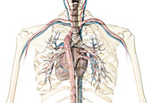 Human heart with bronchial tree, illustration