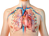 Human chest anatomy, illustration