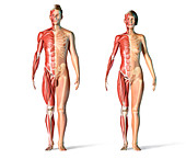 Male and female muscular and skeletal systems, illustration