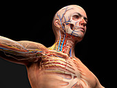Male upper body anatomy, illustration