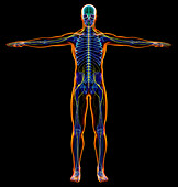 Male nervous system, illustration