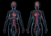 Female cardiovascular system, illustration