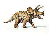 Triceratops dinosaur, illustration