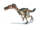 Velociraptor dinosaur, illustration