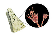 Penicillium fungus and Roquefort cheese, composite image
