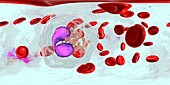 Blood smear with numerous eosinophils, illustration